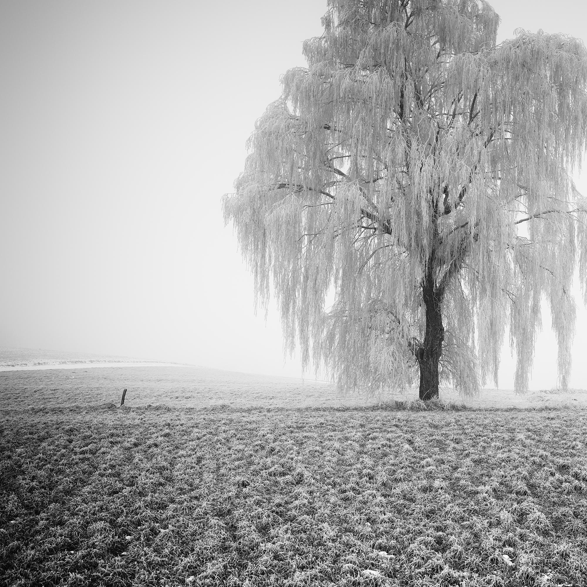 Frozen Willow Tree For Sale 5