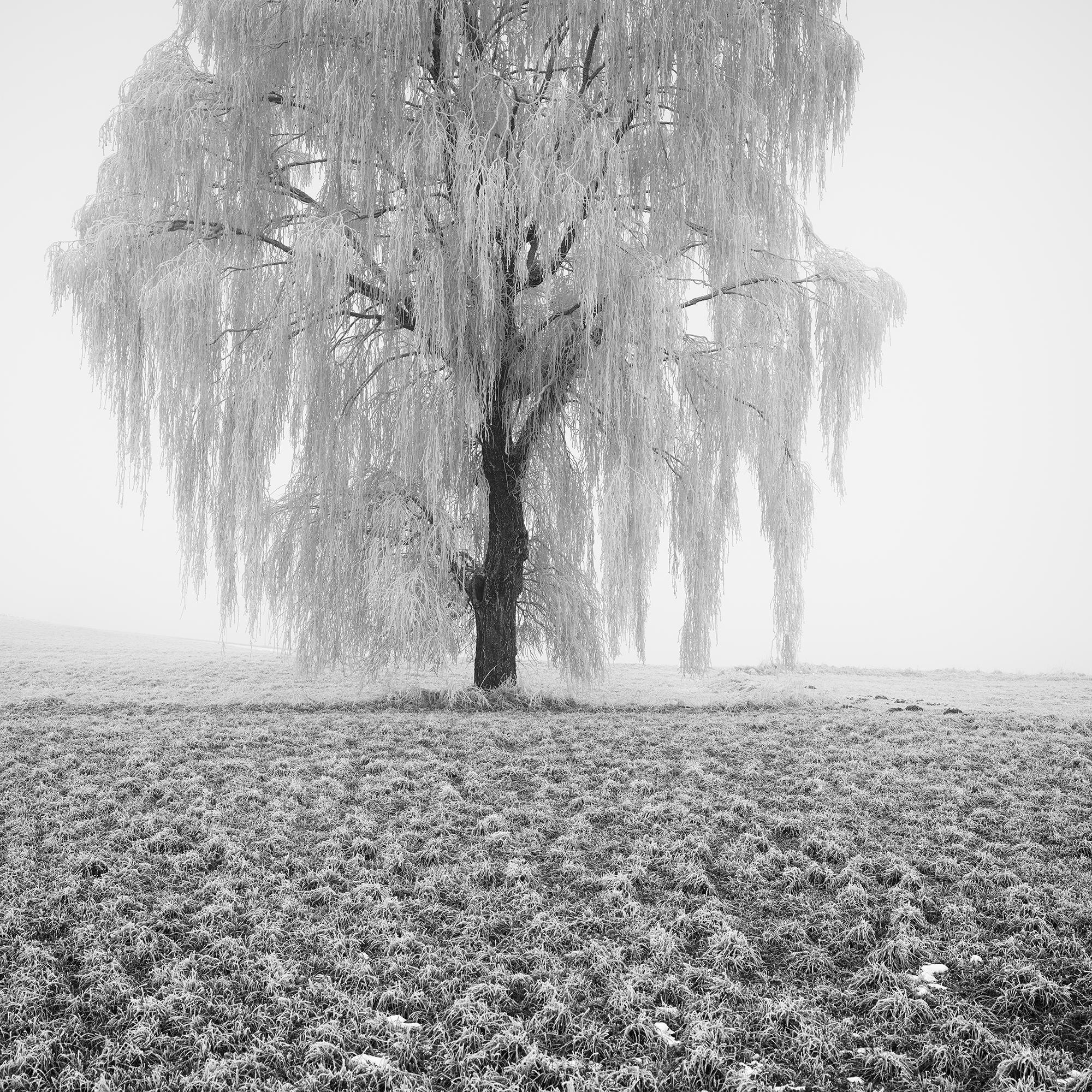 Frozen Willow Tree For Sale 6