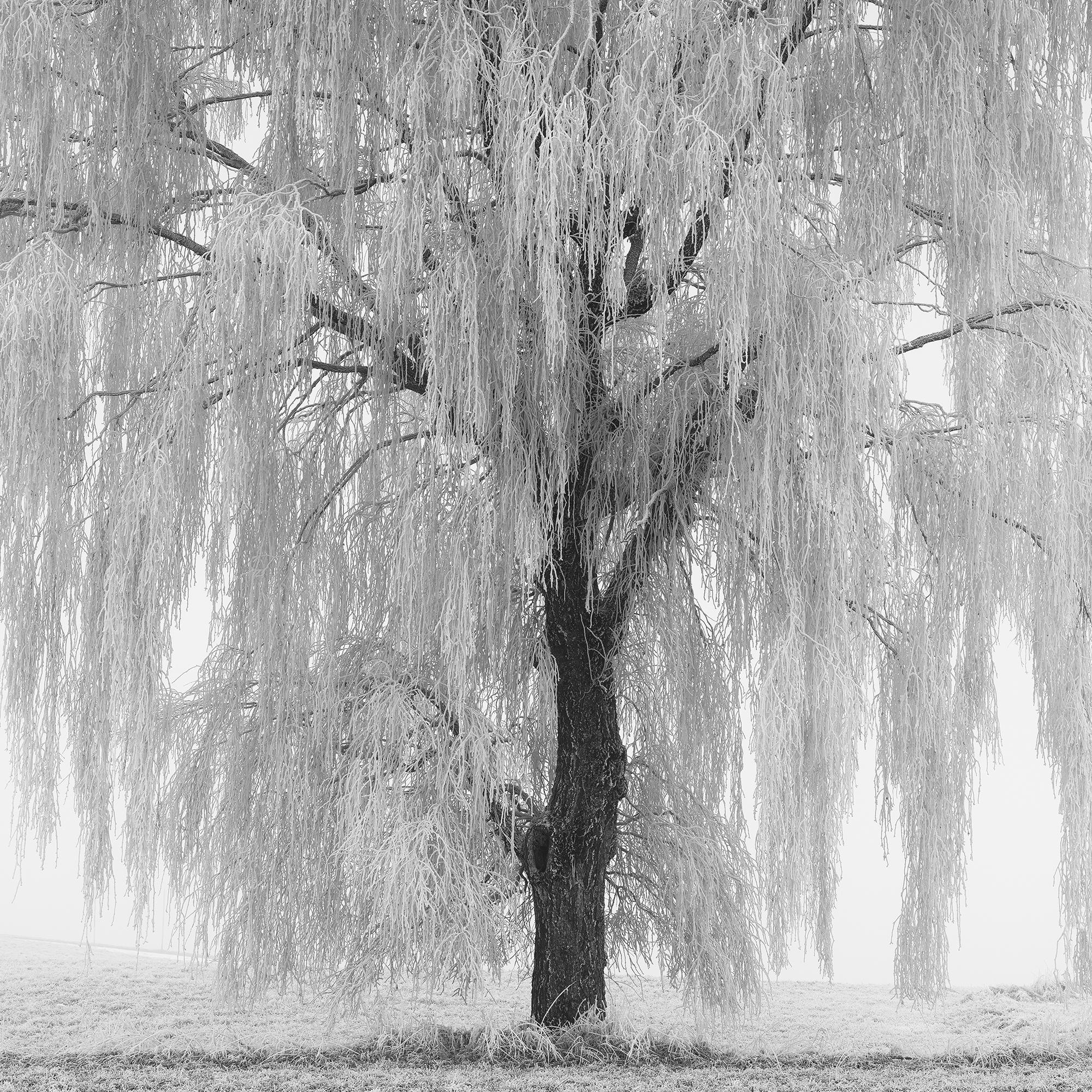 Frozen Willow Tree For Sale 7