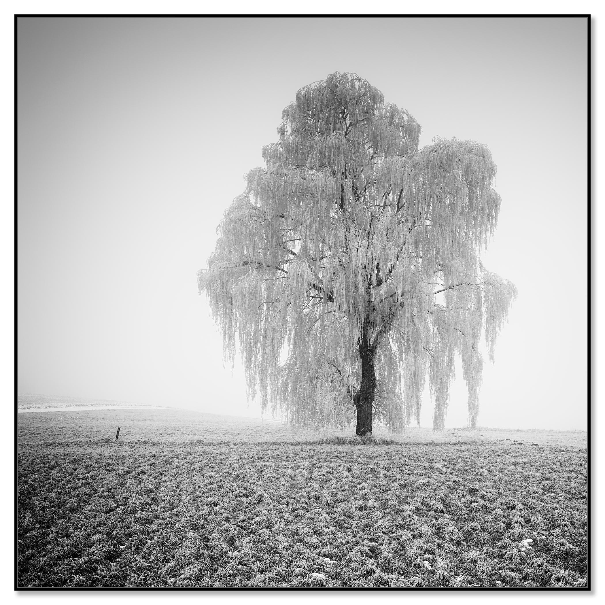 Frozen Willow Tree - Photograph by Gerald Berghammer