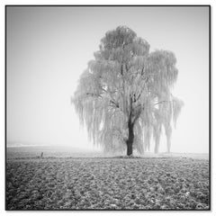 Frozen Willow Tree – Minimalist Monochrome Landscape Photograph