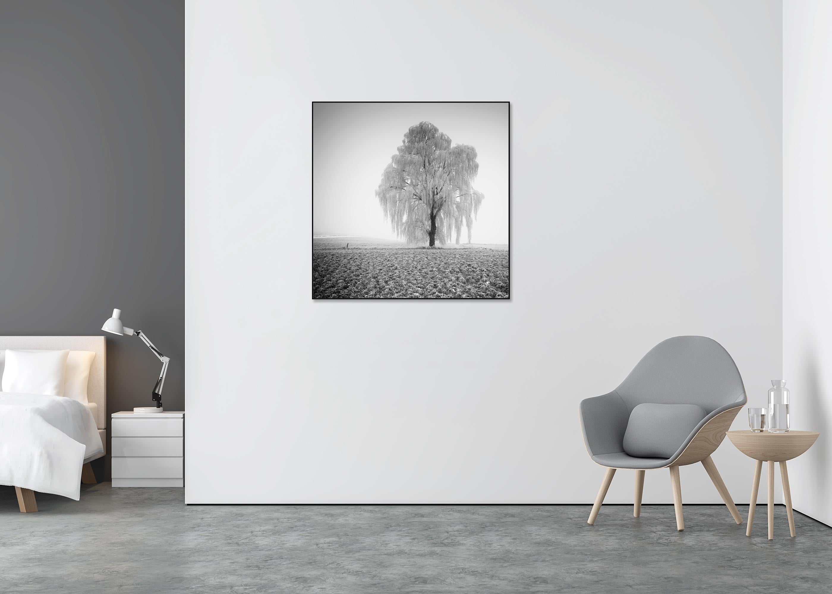 Frozen Willow Tree - Gray Landscape Photograph by Gerald Berghammer