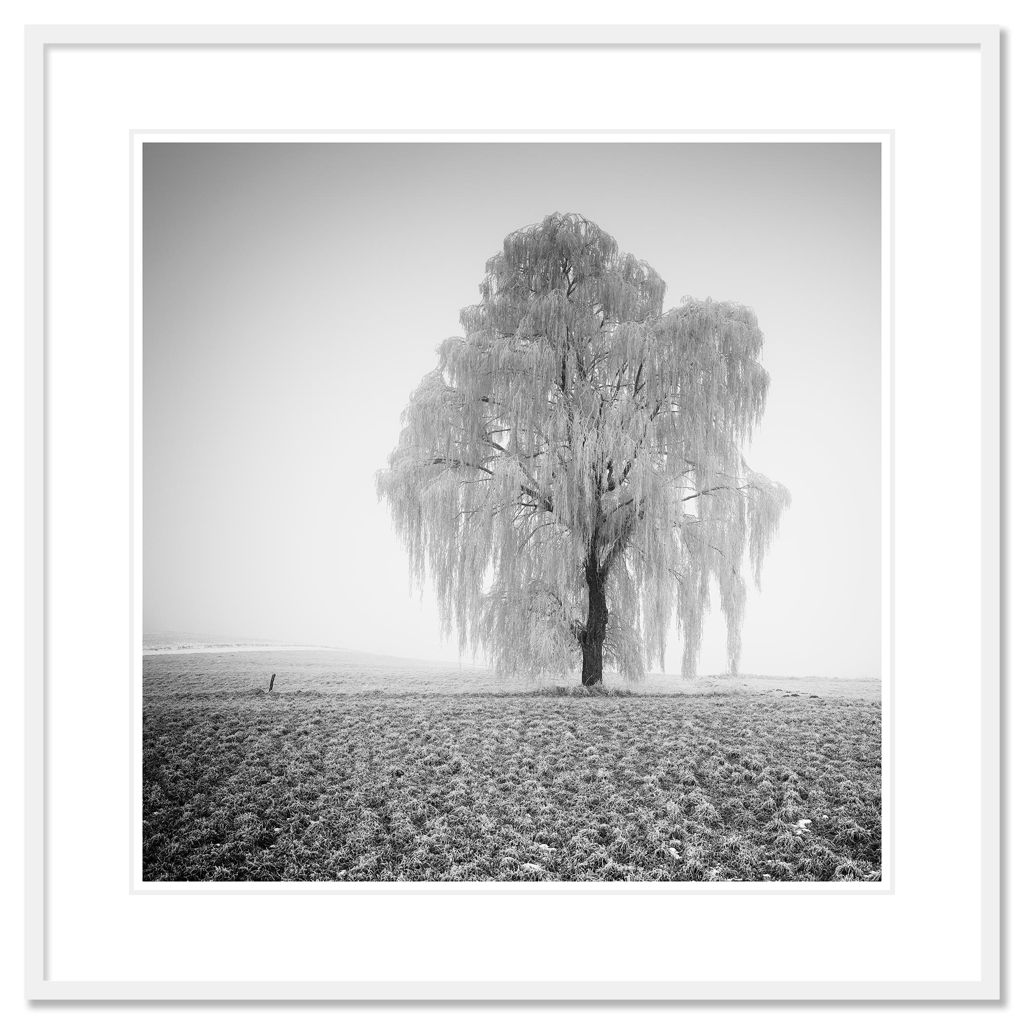 Frozen Willow Tree For Sale 1