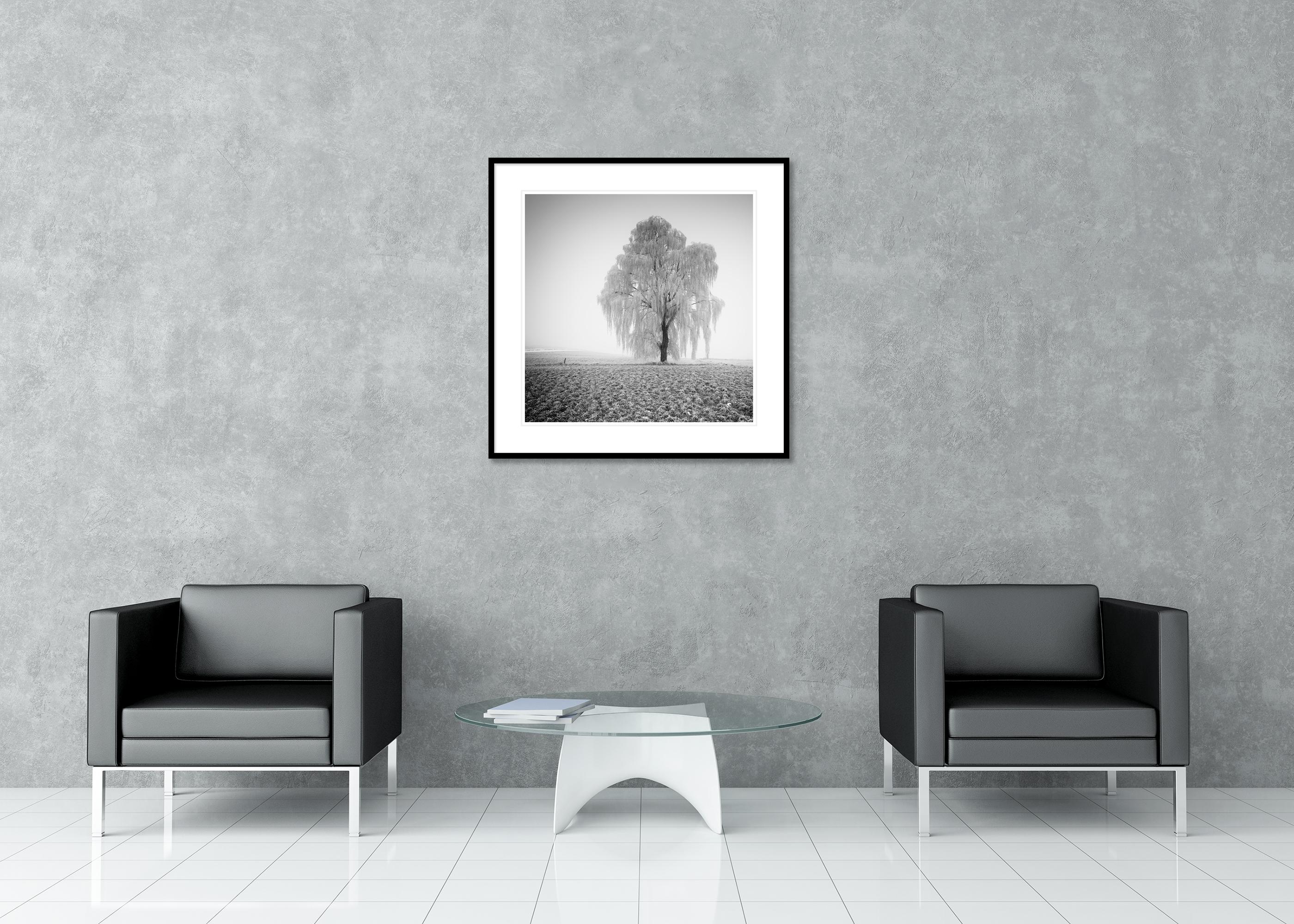 Frozen Willow Tree For Sale 2