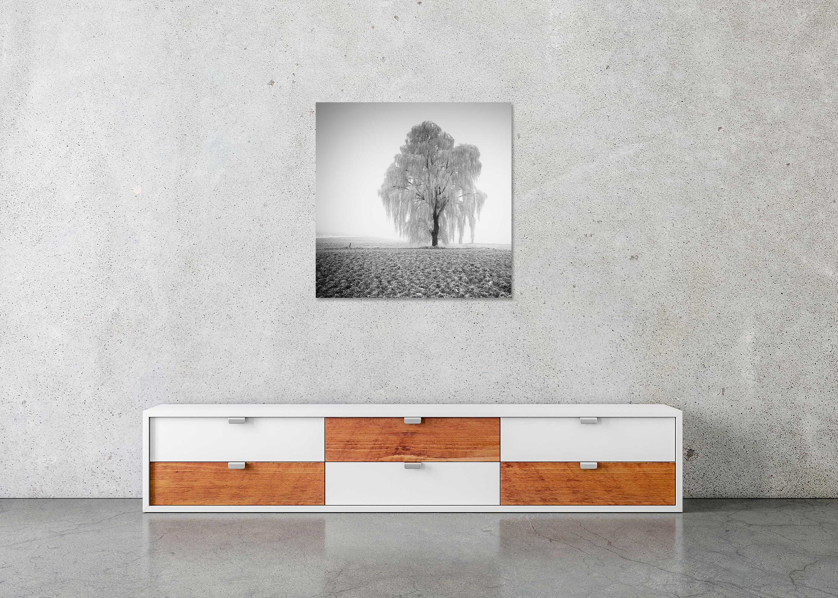 Frozen Willow Tree For Sale 4