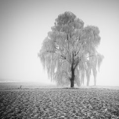 Salice ghiacciato, fotografia minimalista, paesaggio invernale, edizione limitata