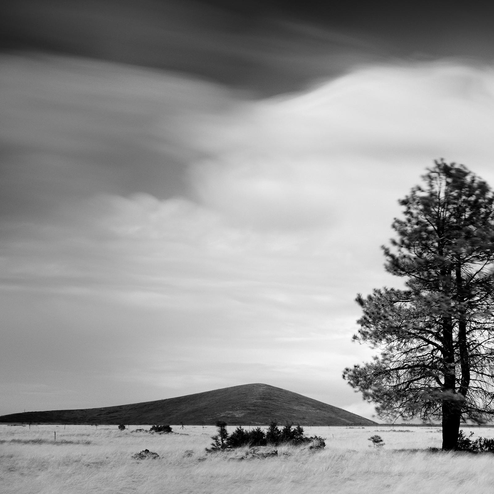 Golden Grass with Trees,  California, black and white photography, art landscape For Sale 2