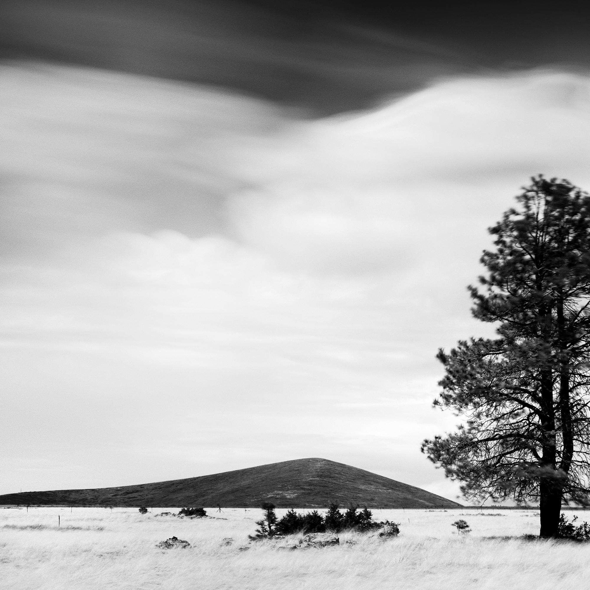 Golden Grass with Trees, California, black and white photograph, limited editon For Sale 2