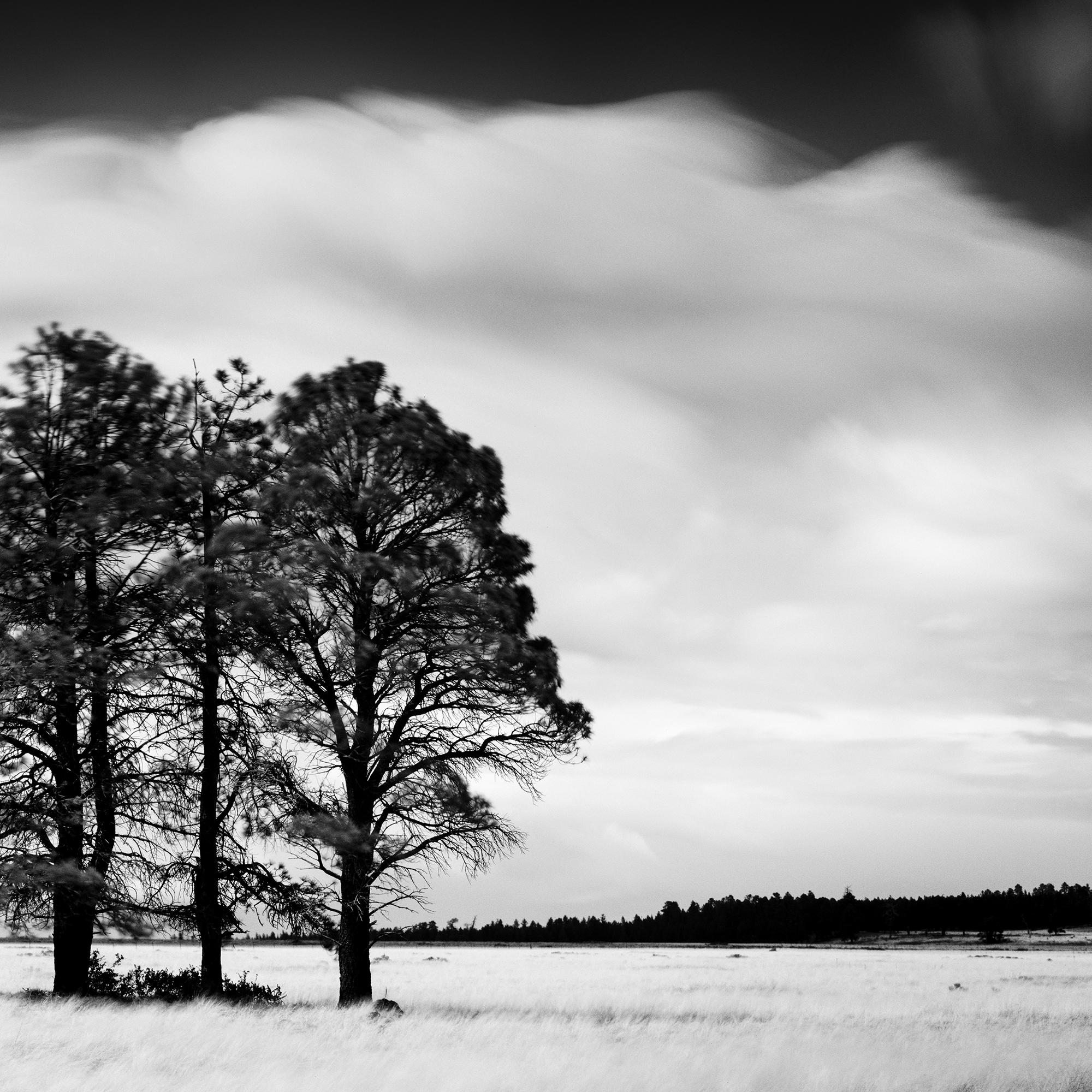 Golden Grass with Trees, California, black and white photograph, limited editon For Sale 3