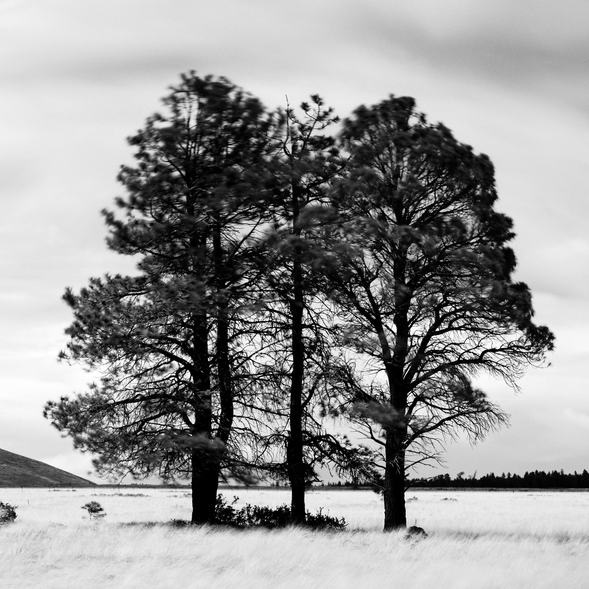 Golden Grass with Trees, California, black and white photograph, limited editon For Sale 4