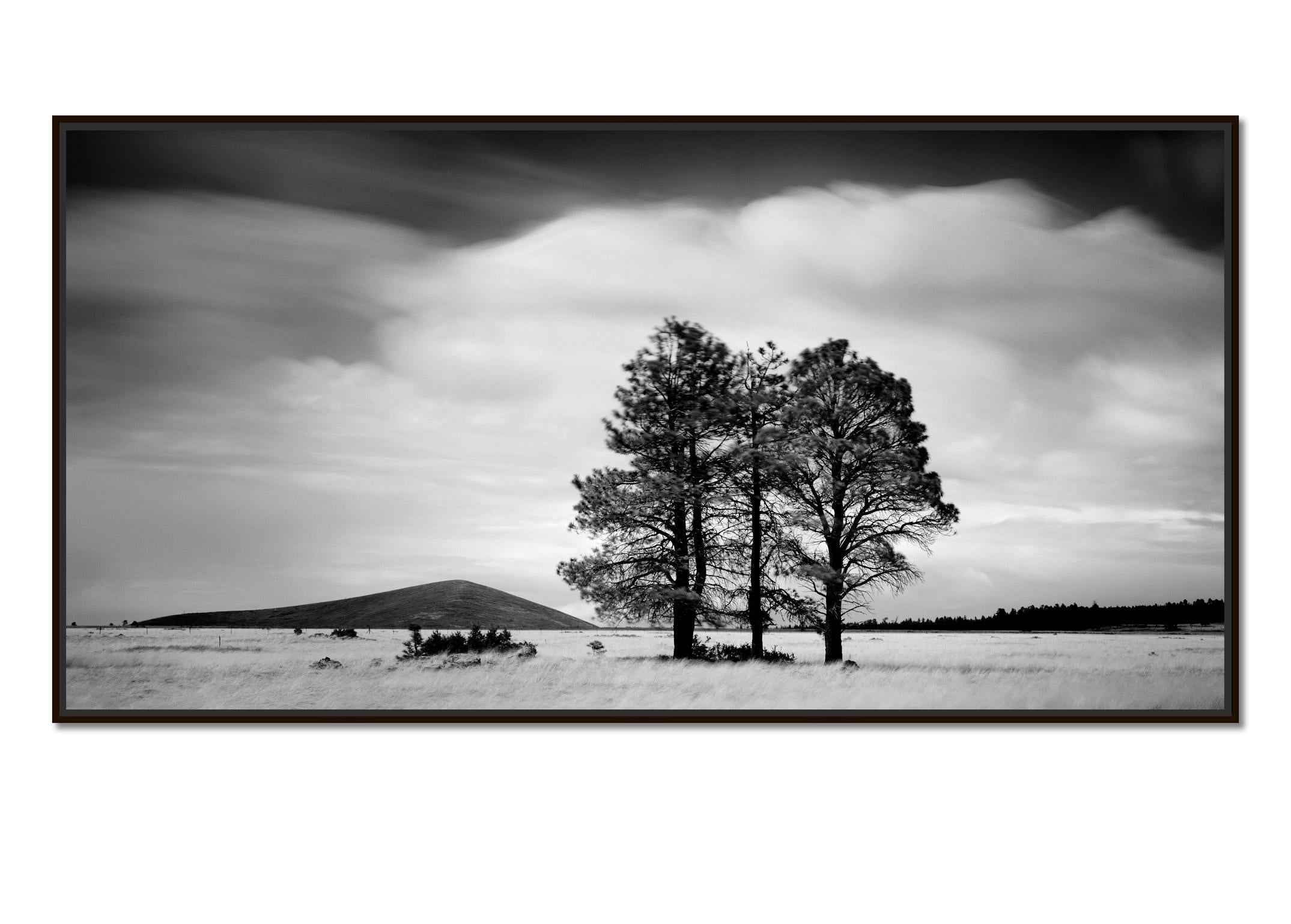 Golden Grass with Trees,  California, black and white photography, art landscape - Photograph by Gerald Berghammer
