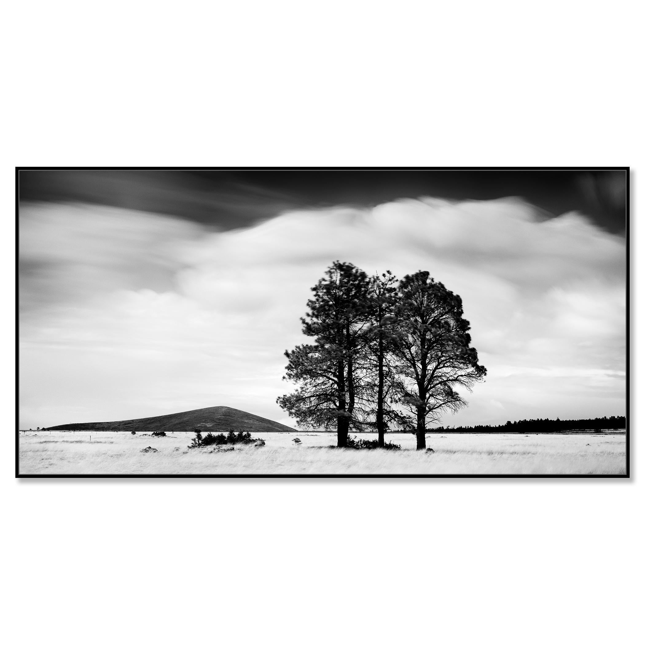 Golden Grass with Trees, California, black and white photograph, limited editon - Photograph by Gerald Berghammer