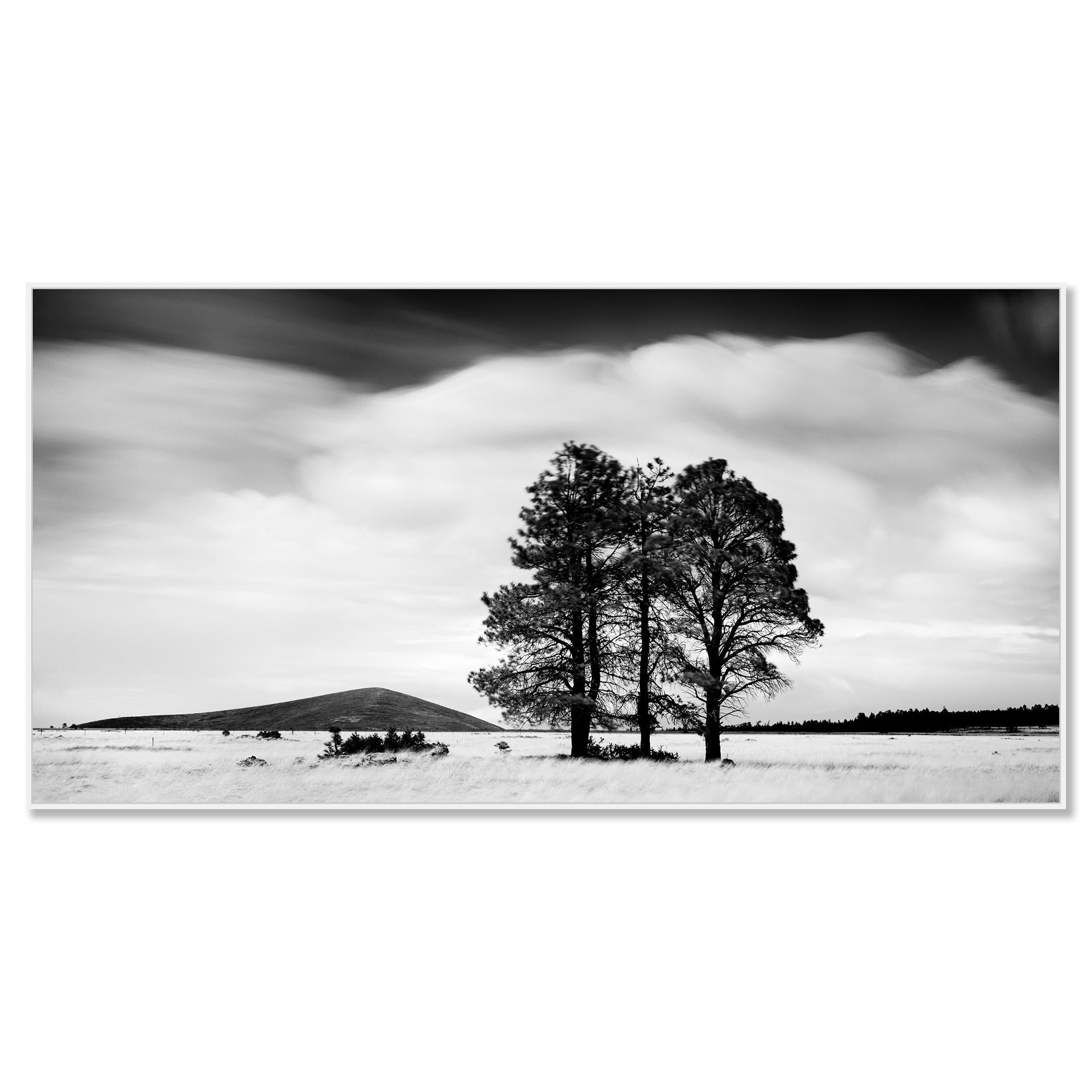 grass black and white