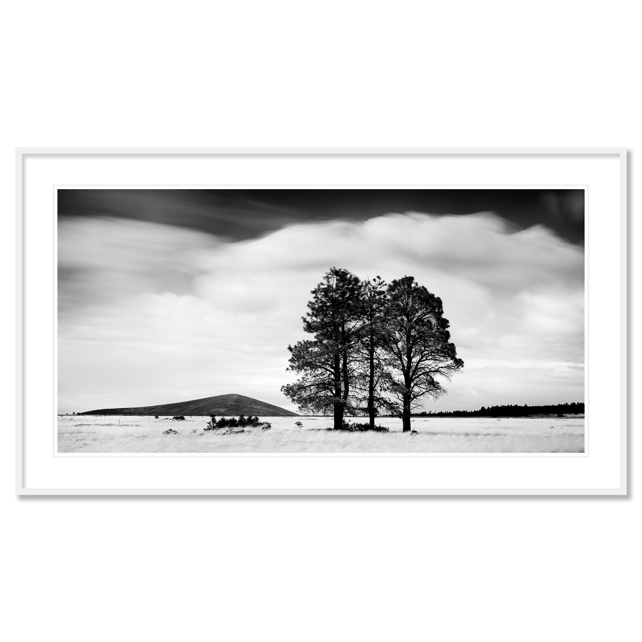 Golden Grass with Trees, California, black and white photograph, limited editon - Contemporary Photograph by Gerald Berghammer