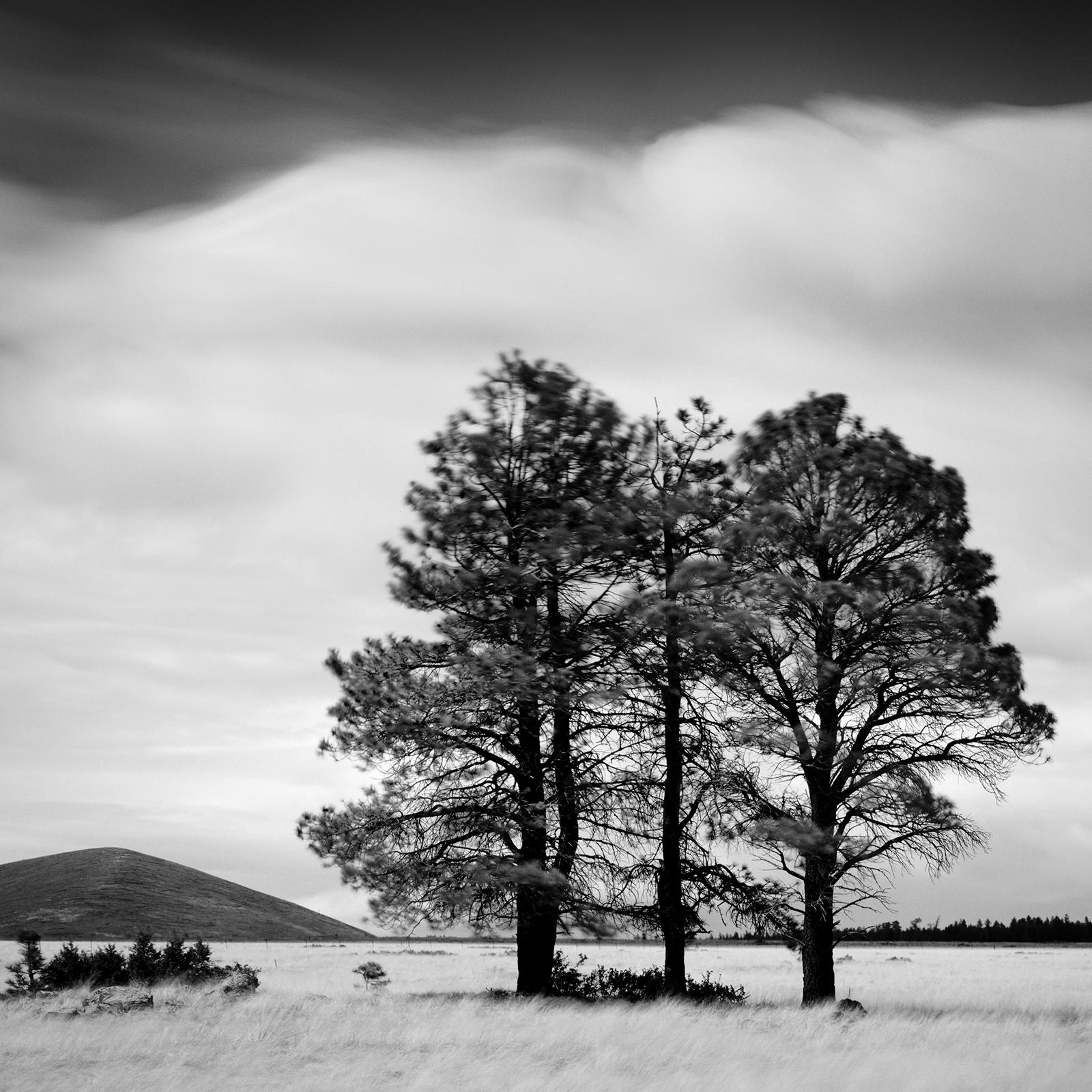 Black and white fine art panorama landscape photography. Trees in the wheat field in stormy weather with big clouds, California, USA. Archival pigment ink print, edition of 9. Signed, titled, dated and numbered by artist. Certificate of authenticity