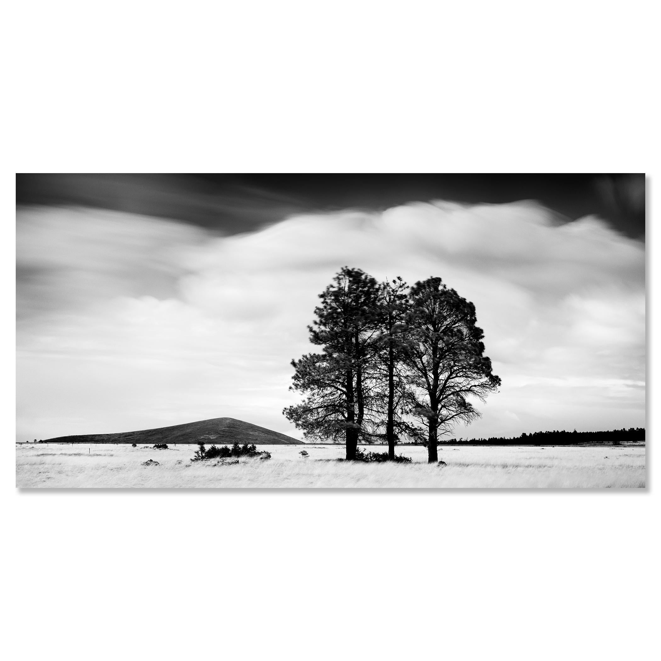 Black and white fine art panorama landscape photography. Trees in the wheat field in stormy weather with big clouds, California, USA. Archival pigment ink print, edition of 9. Signed, titled, dated and numbered by artist. Certificate of authenticity