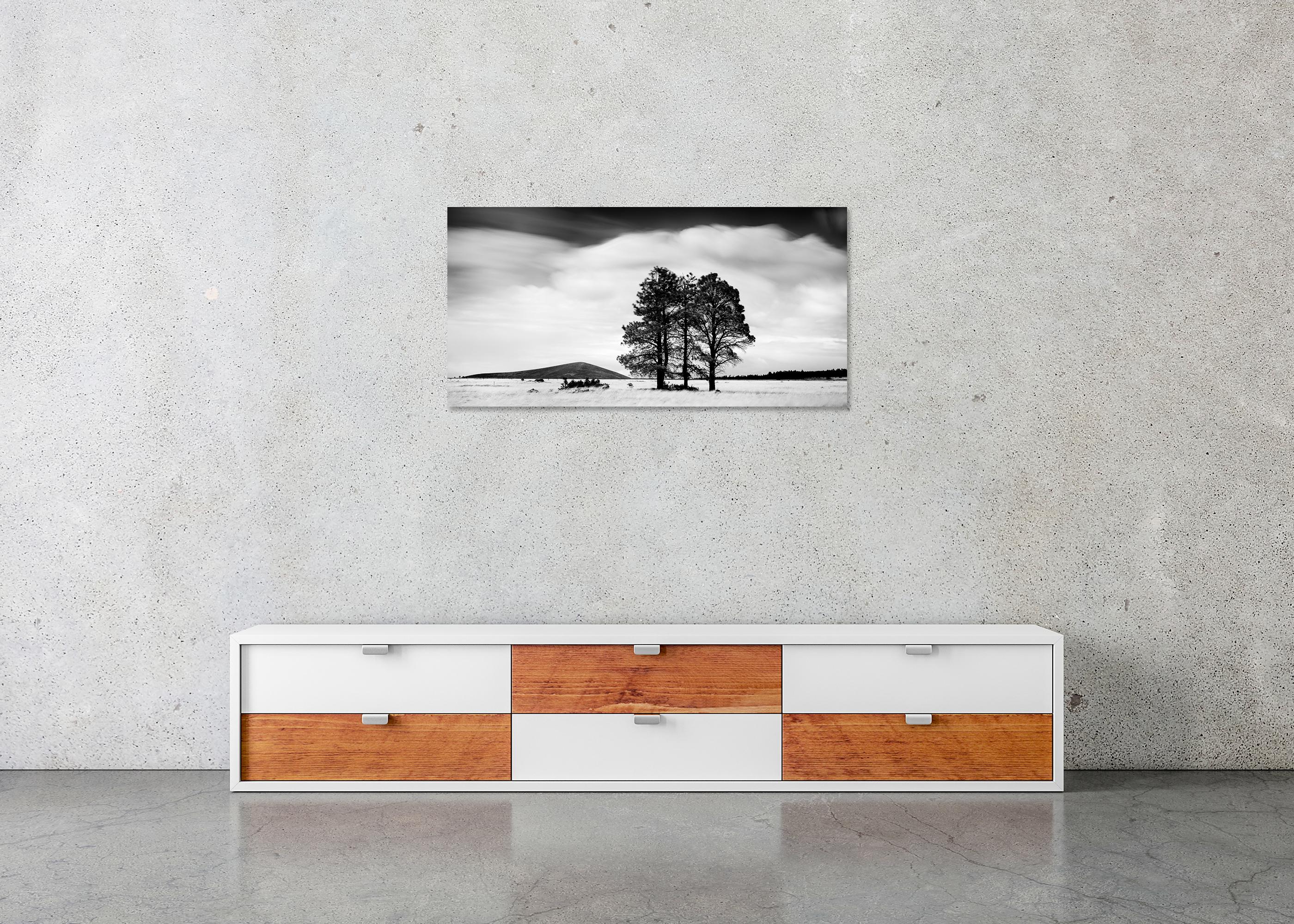 Golden Grass with Trees, California, black and white photograph, limited editon For Sale 1
