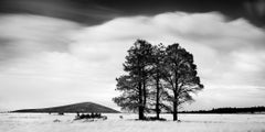 Golden Grass with Trees, Californie, photographie en noir et blanc, édition limitée