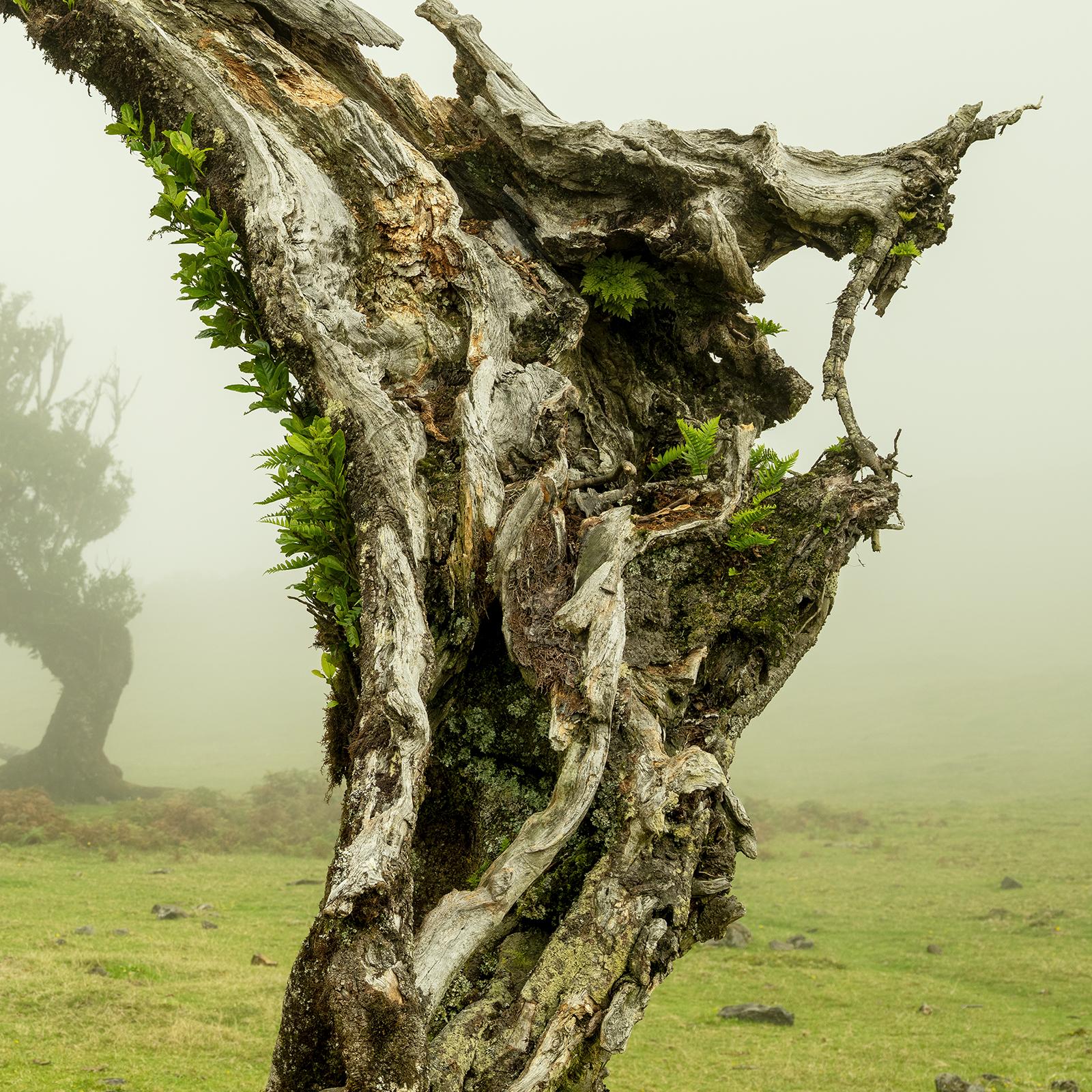 Green Meadow mit Lorbeerbaum, großformatige Fotograpie, Landschaft, limitierte Kunst im Angebot 5