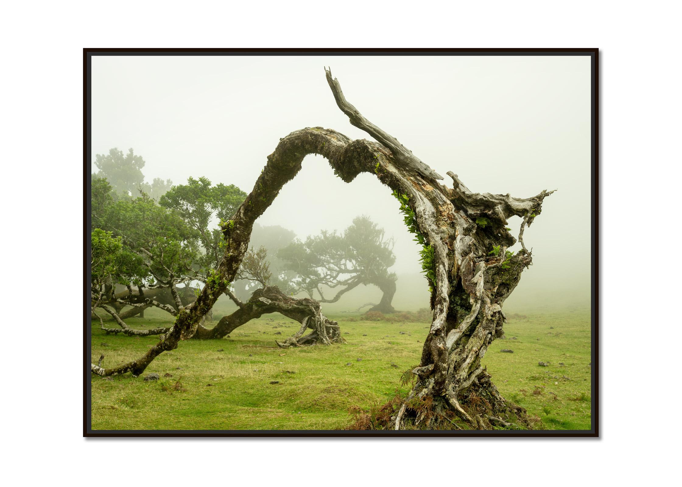 Green Meadow mit Lorbeerbaum, großformatige Fotograpie, Landschaft, limitierte Kunst – Photograph von Gerald Berghammer