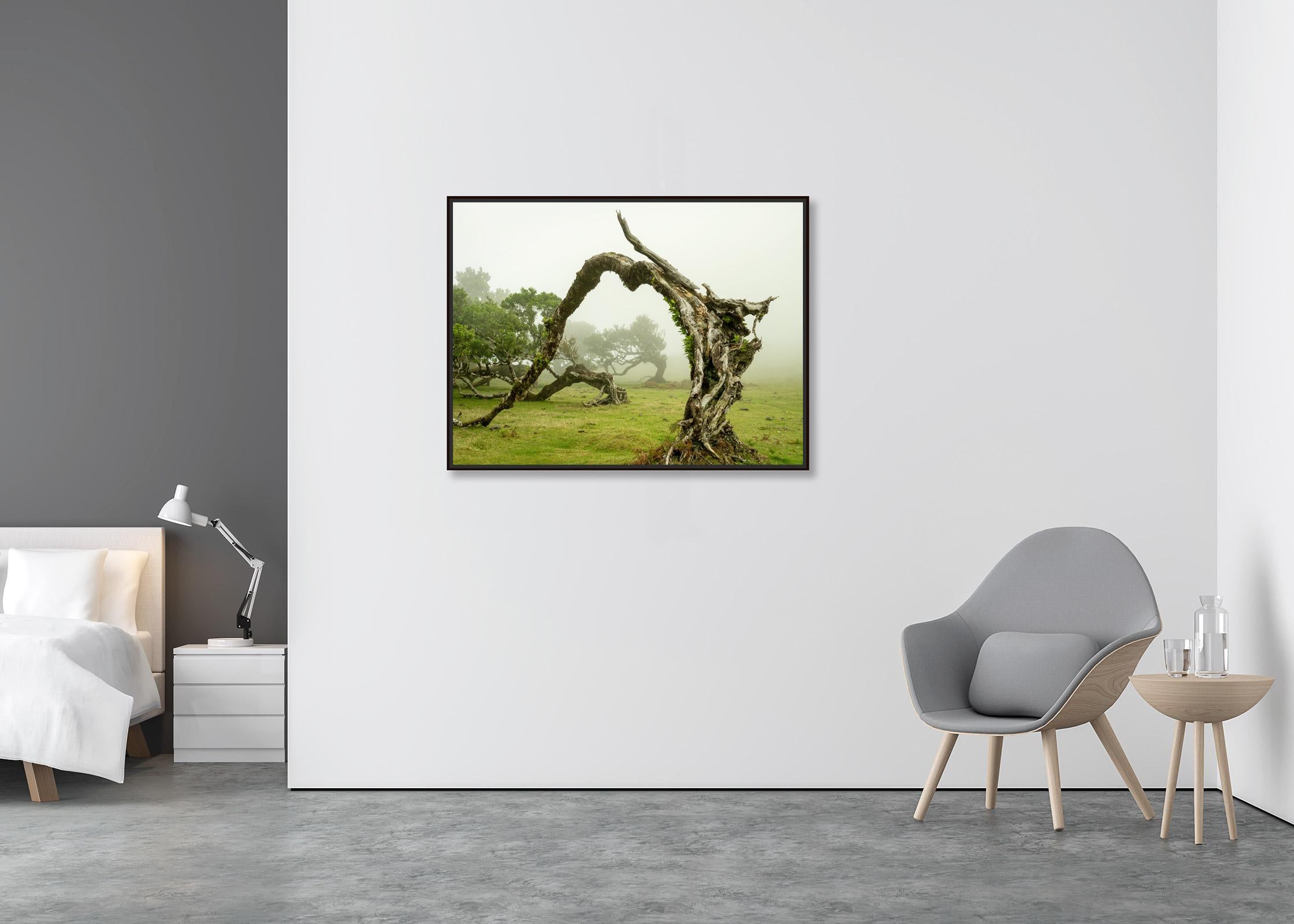 Green Meadow mit Lorbeerbaum, großformatige Fotograpie, Landschaft, limitierte Kunst (Zeitgenössisch), Photograph, von Gerald Berghammer