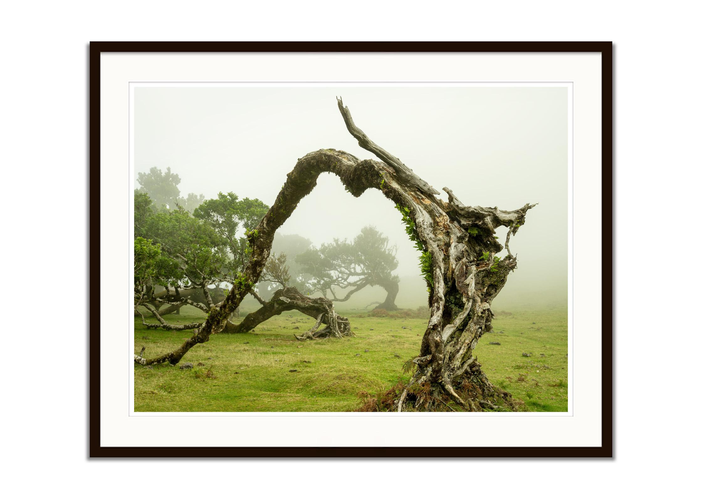 Green Meadow mit Lorbeerbaum, großformatige Fotograpie, Landschaft, limitierte Kunst (Beige), Color Photograph, von Gerald Berghammer