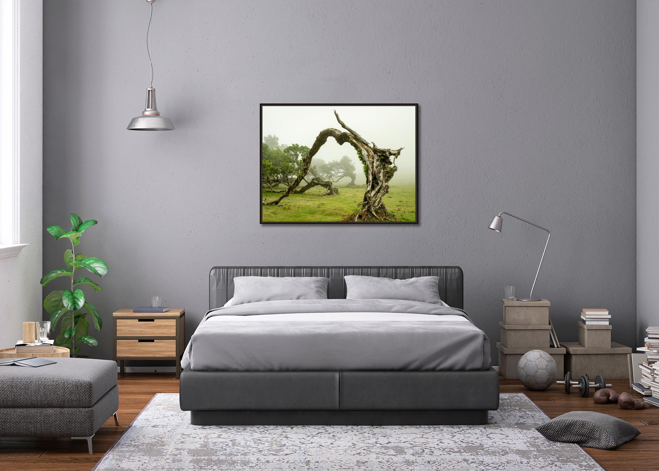 Green Meadow mit Lorbeerbaum, großformatige Fotograpie, Landschaft, limitierte Kunst im Angebot 1