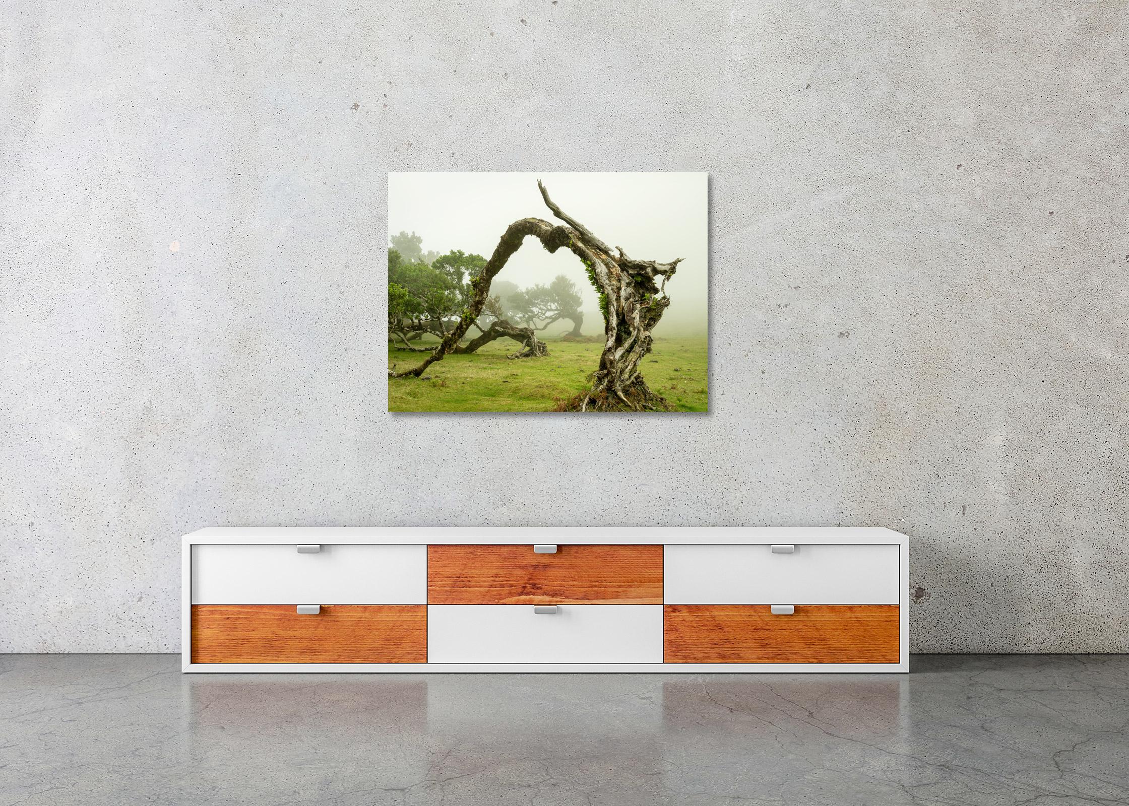 Green Meadow mit Lorbeerbaum, großformatige Fotograpie, Landschaft, limitierte Kunst im Angebot 2