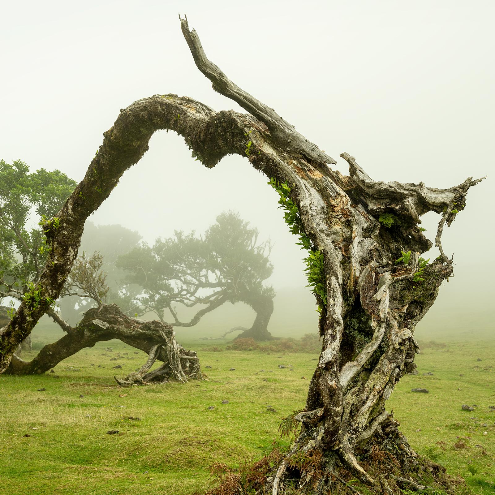 Green Meadow mit Lorbeerbaum, großformatige Fotograpie, Landschaft, limitierte Kunst im Angebot 3