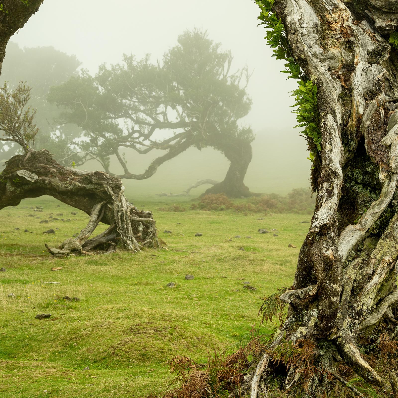 Green Meadow mit Lorbeerbaum, großformatige Fotograpie, Landschaft, limitierte Kunst im Angebot 4