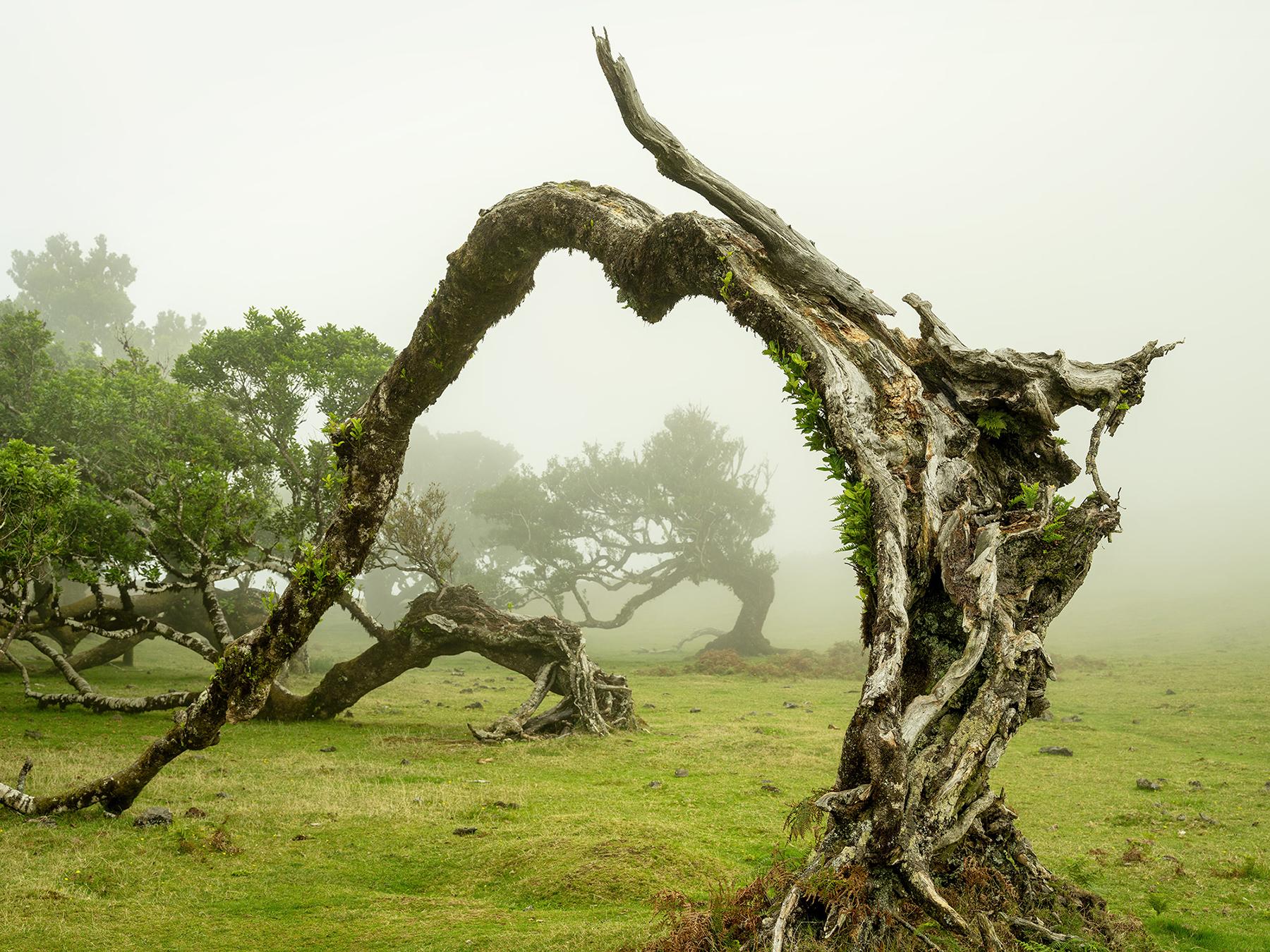 Gerald Berghammer Color Photograph – Green Meadow mit Lorbeerbaum, großformatige Fotograpie, Landschaft, limitierte Kunst