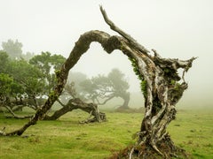 Greene & Greene con albero di alloro, fotografia di grande formato, paesaggio, arte limitata