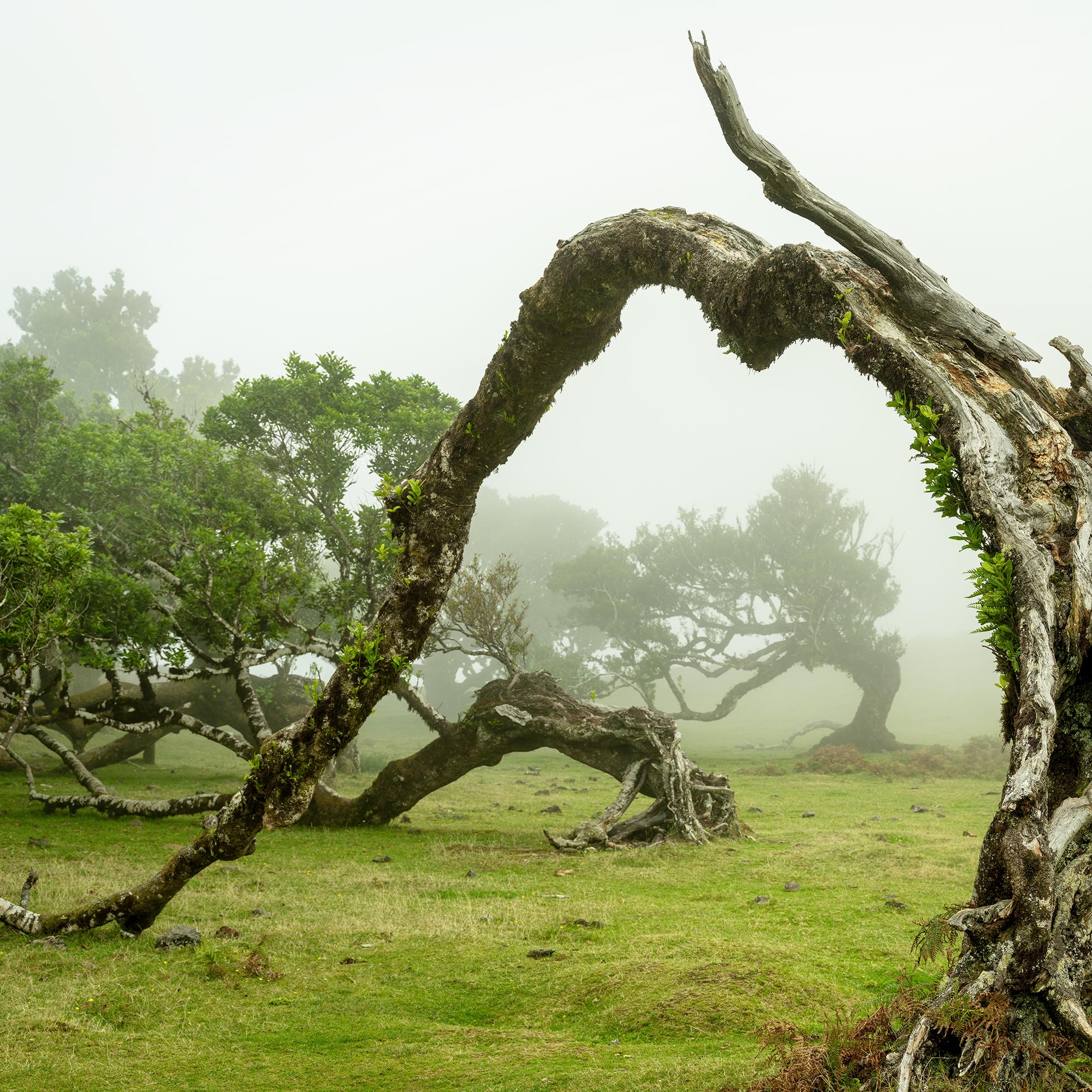 Green Meadow with Laurel Tree - large format photograpy - landscape - limited For Sale 5