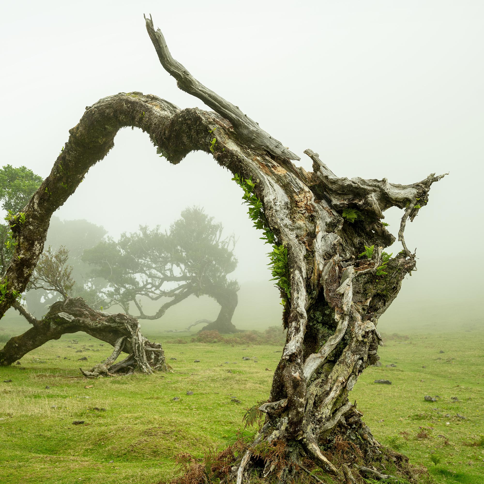 Green Meadow with Laurel Tree - large format photograpy - landscape - limited For Sale 6