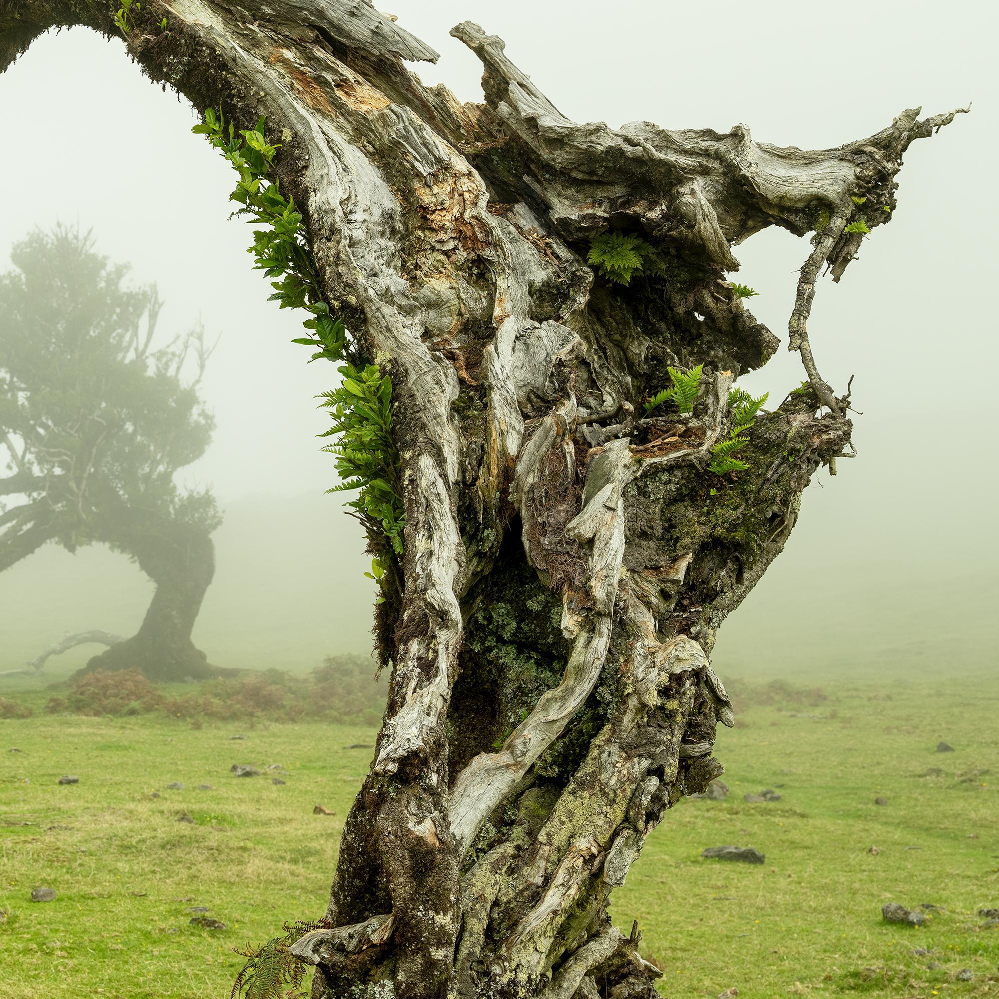 Green Meadow with Laurel Tree - large format photograpy - landscape - limited For Sale 7