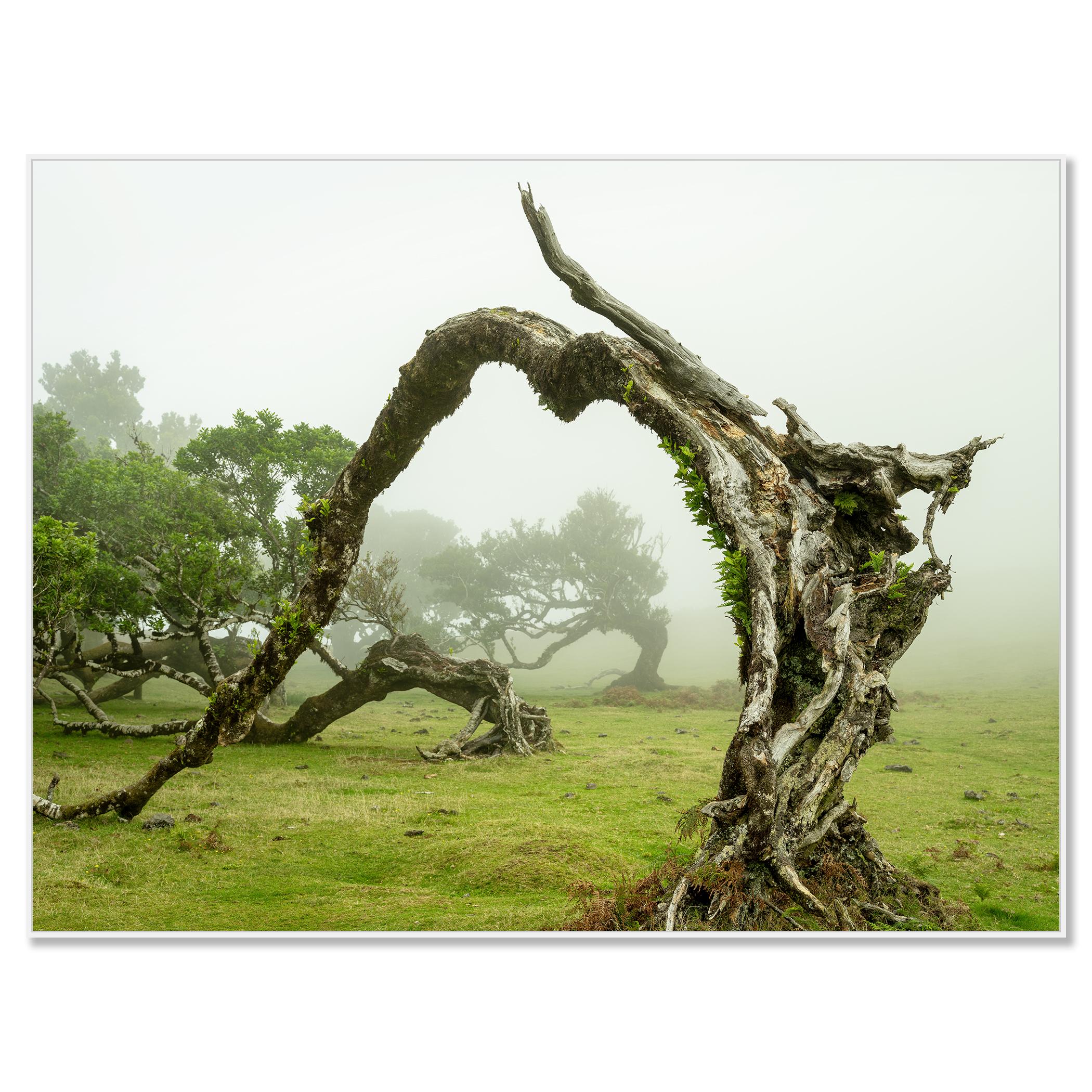 Green Meadow with Laurel Tree - large format photograpy - landscape - limited - Photograph by Gerald Berghammer