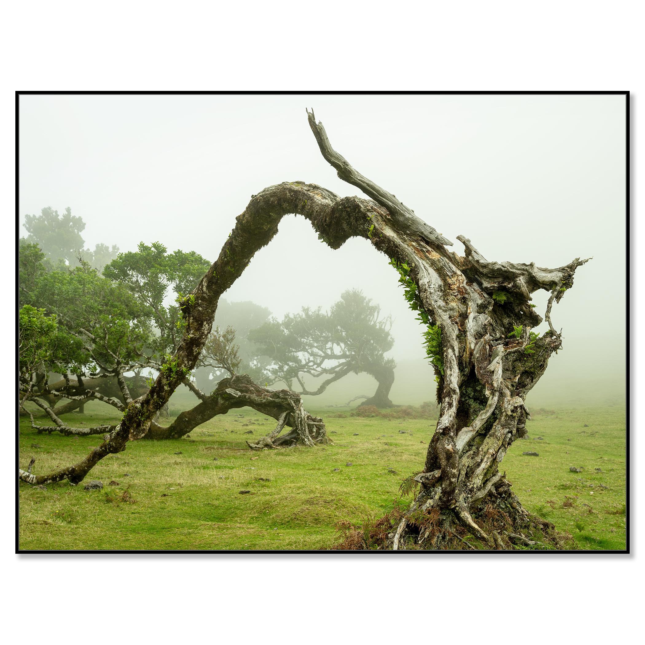 Green Meadow with Laurel Tree - large format photograpy - landscape - limited - Contemporary Photograph by Gerald Berghammer
