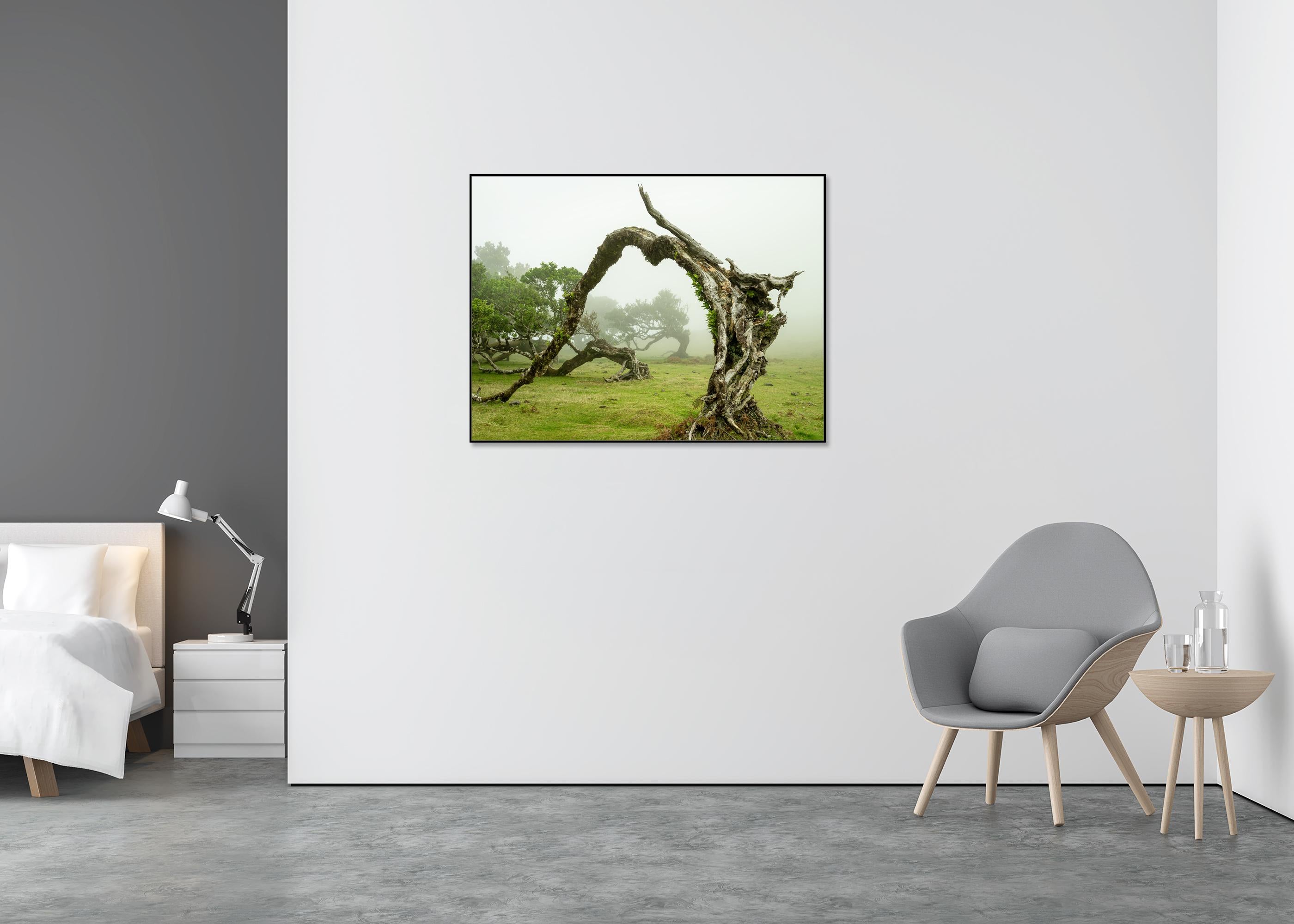 Green Meadow with Laurel Tree - large format photograpy - landscape - limited - Beige Color Photograph by Gerald Berghammer