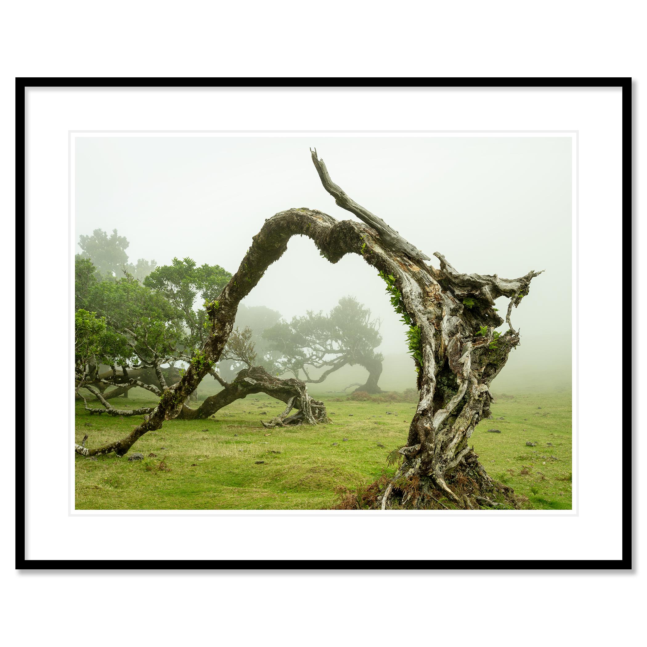Green Meadow with Laurel Tree - large format photograpy - landscape - limited For Sale 1