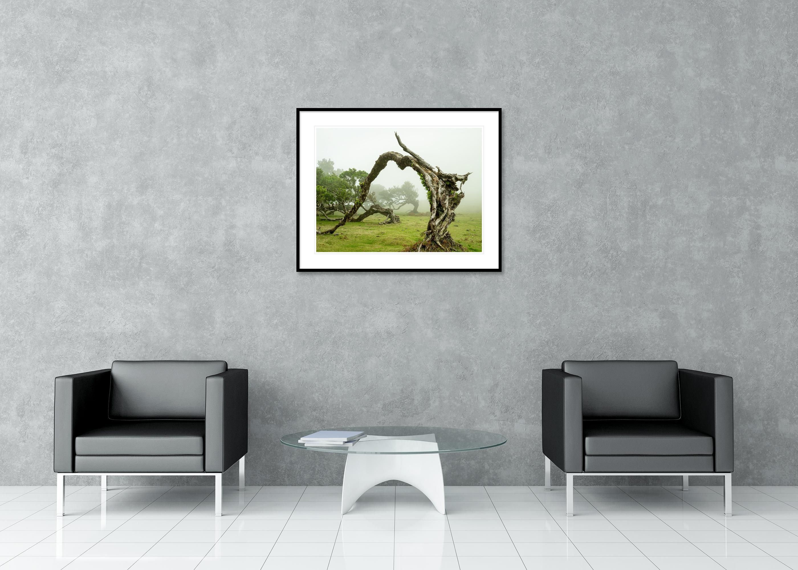 Green Meadow with Laurel Tree - large format photograpy - landscape - limited For Sale 2