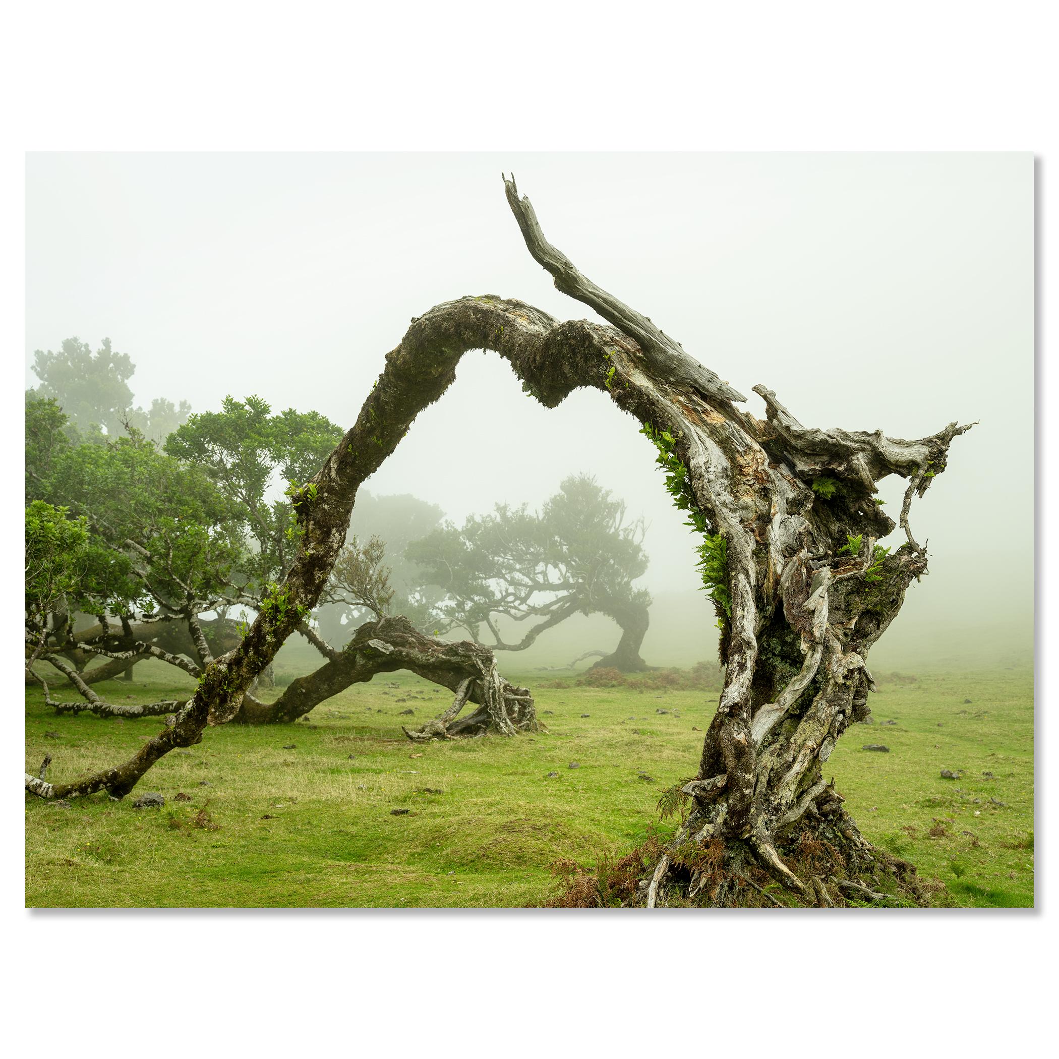 Green Meadow with Laurel Tree - large format photograpy - landscape - limited For Sale 3