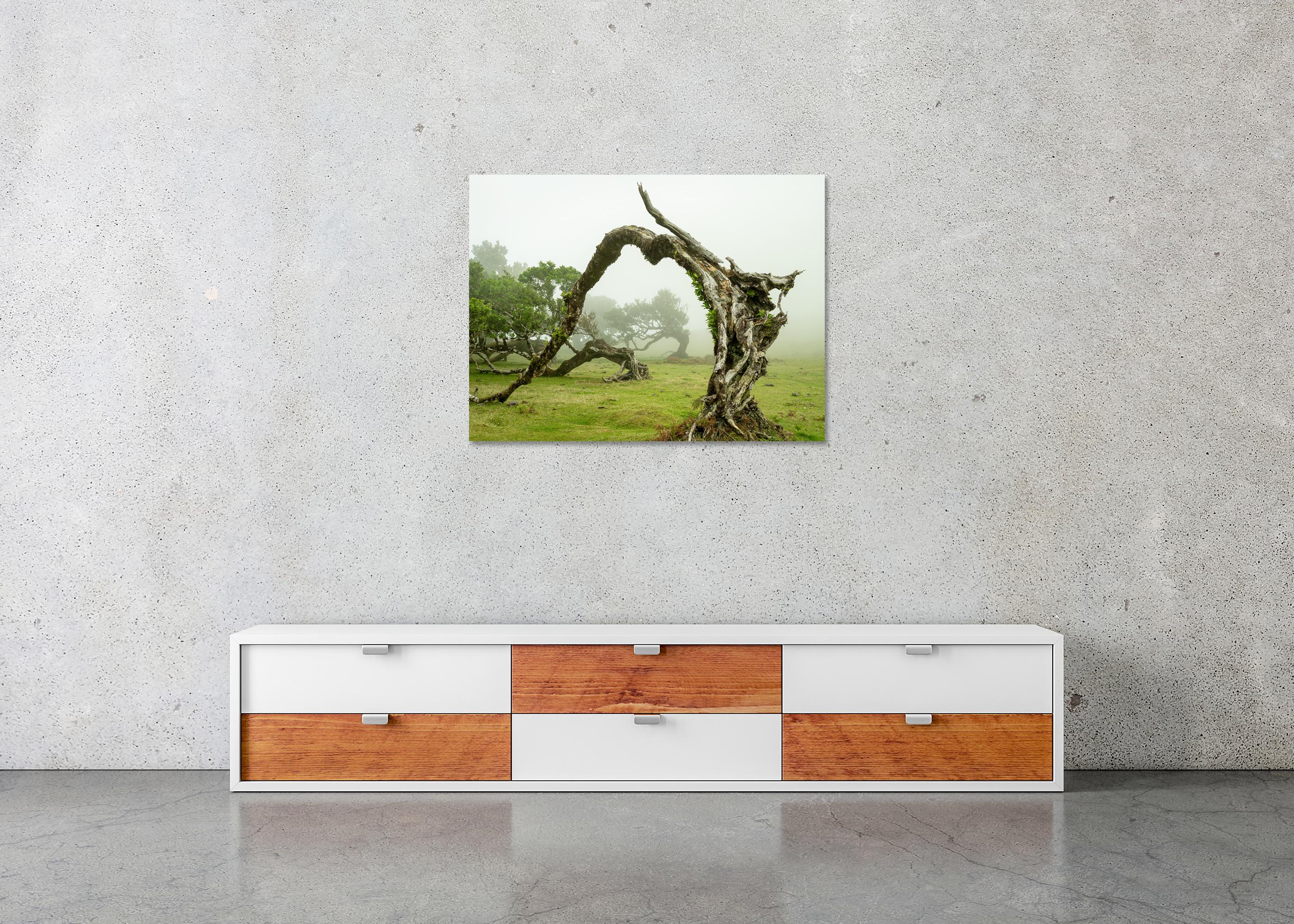 Green Meadow with Laurel Tree - large format photograpy - landscape - limited For Sale 4