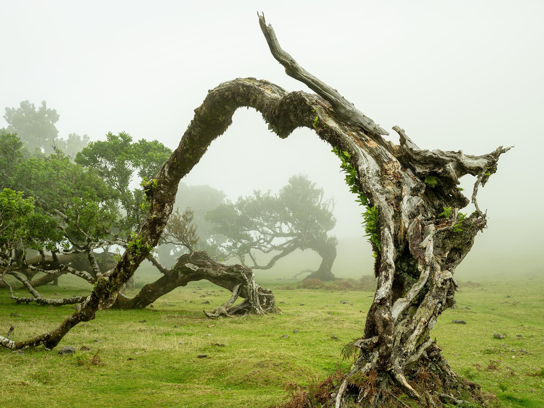 Gerald Berghammer Color Photograph - Green Meadow with Laurel Tree - large format photograpy - landscape - limited
