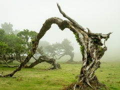 Green Meadow mit Lorbeerbaum, großformatige Fotograpie, Landschaft, limitierte Kunst