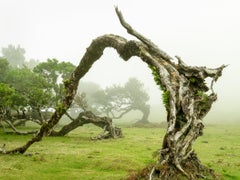 Laurier et laurier, photogravure grand format, paysage, art limité
