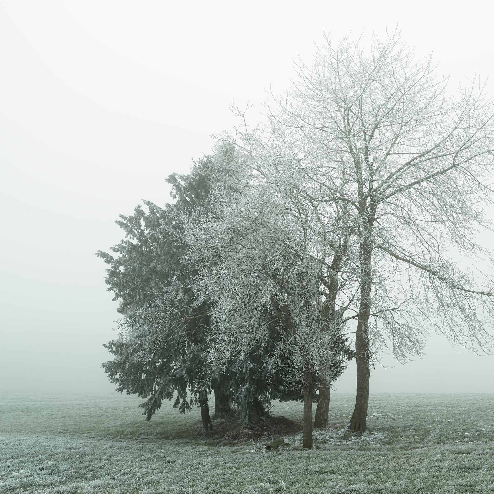 Groupe d'arbres avec givre blanc - photographie minimaliste de paysage hivernal en vente 5