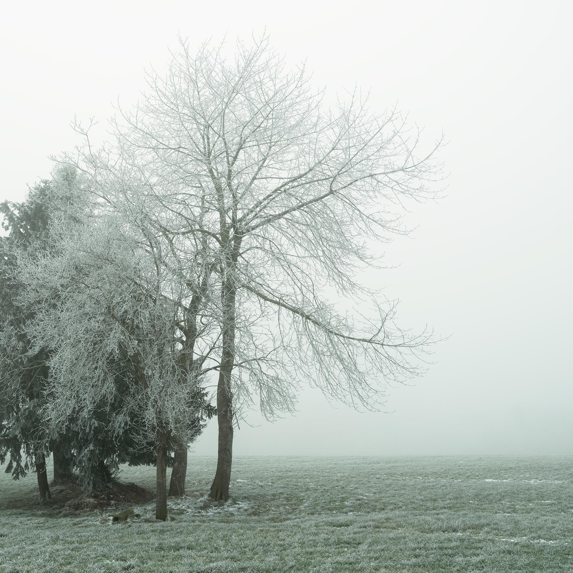 Groupe d'arbres avec givre blanc - photographie minimaliste de paysage hivernal en vente 6