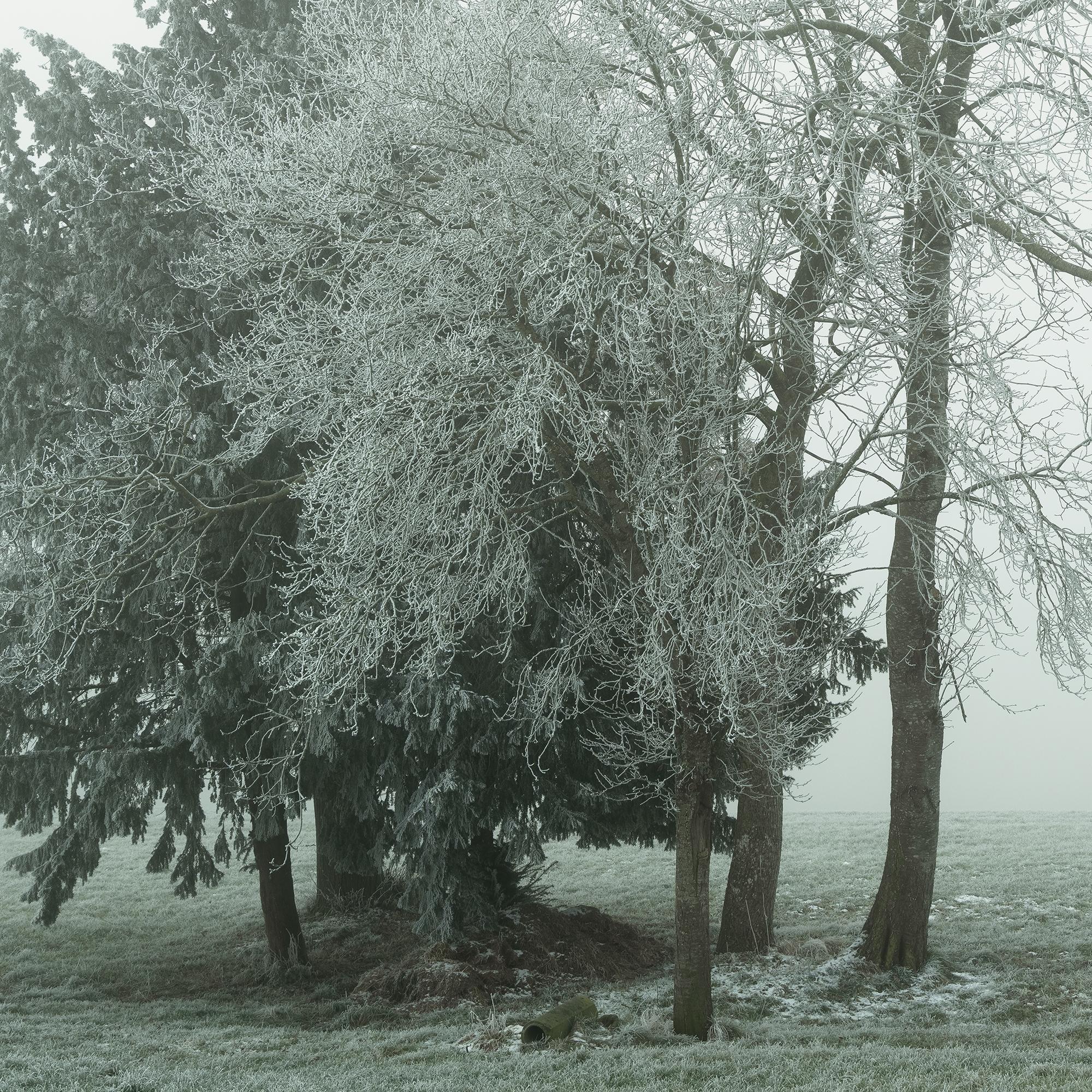 Groupe d'arbres avec givre blanc - photographie minimaliste de paysage hivernal en vente 7