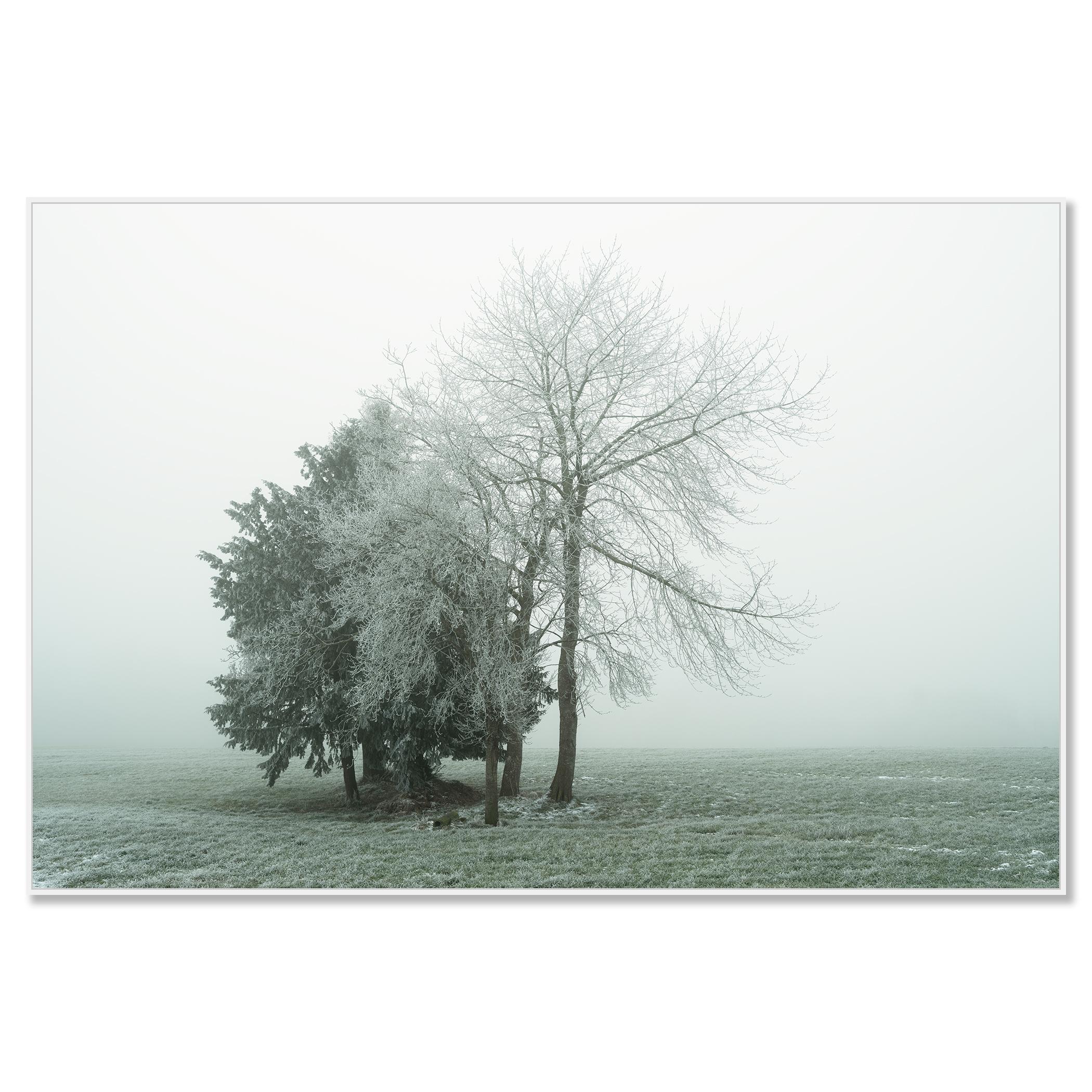 Groupe d'arbres avec givre blanc - photographie minimaliste de paysage hivernal - Photograph de Gerald Berghammer