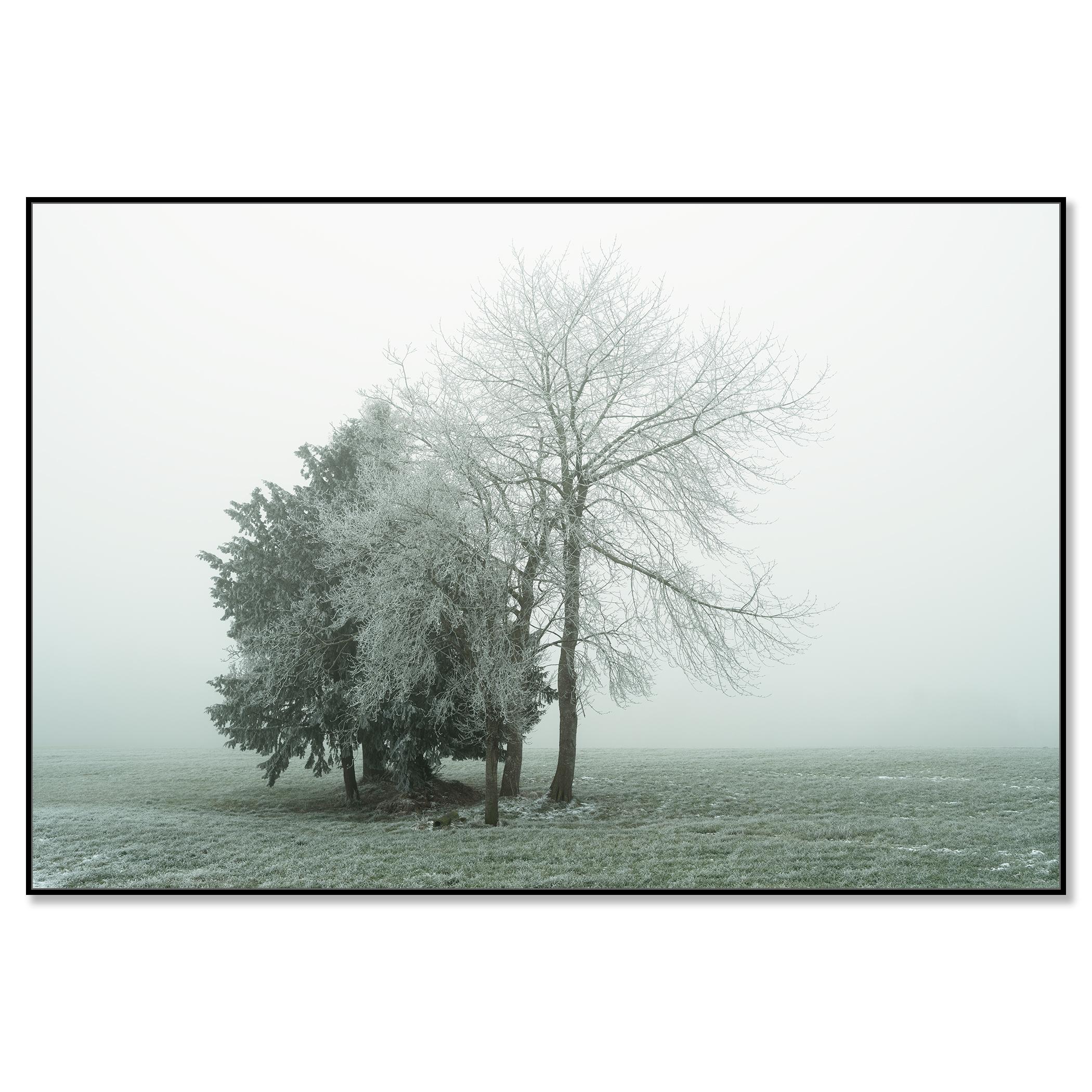 Groupe d'arbres avec givre blanc - photographie minimaliste de paysage hivernal - Contemporain Photograph par Gerald Berghammer